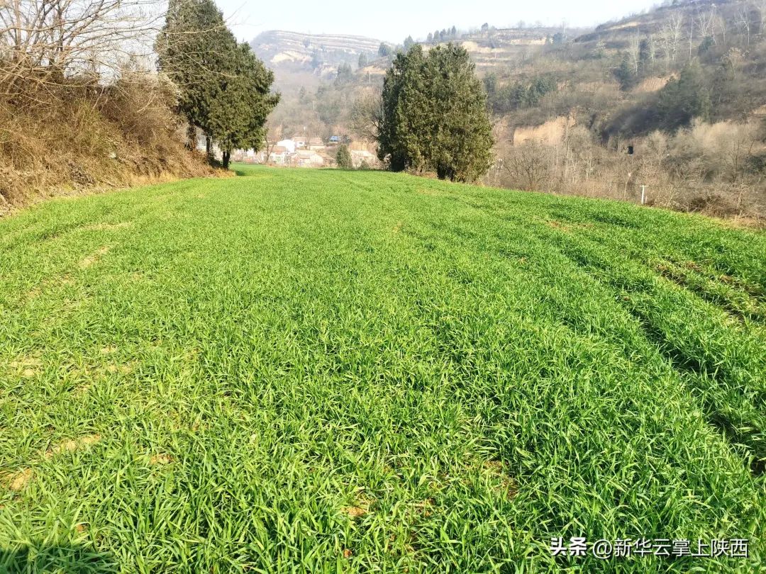 富硒黑小麦面粉营养价值(黑小麦面粉营养成分表)-硒宝网