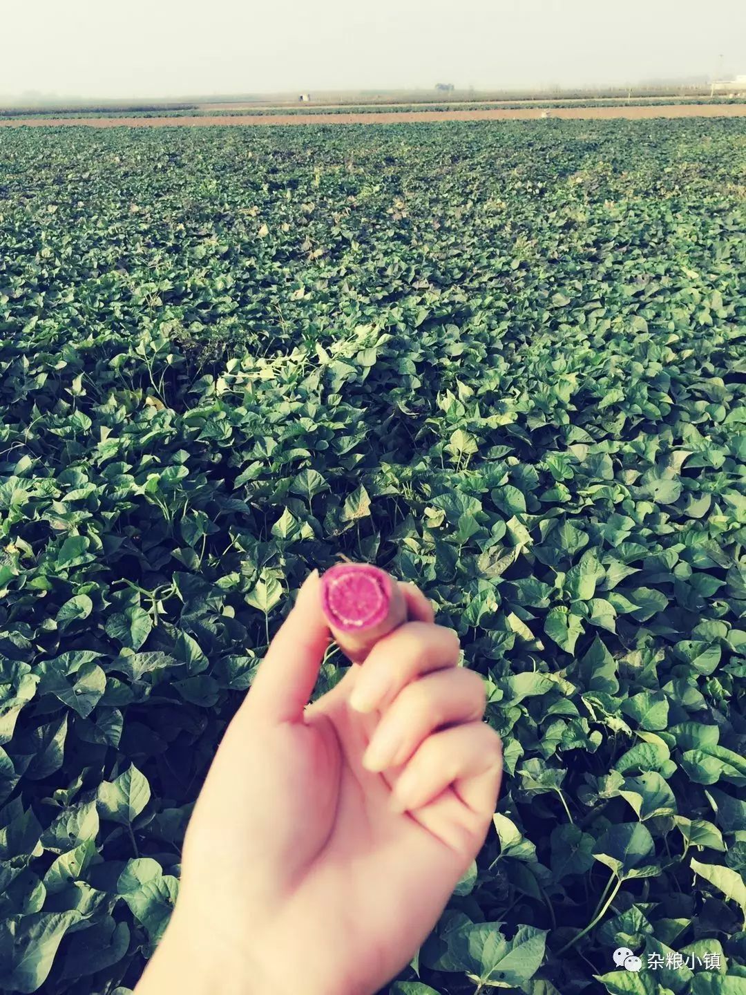 石磨富硒黑全麦面粉做法（石磨黑麦粉的食用方法）-硒宝网