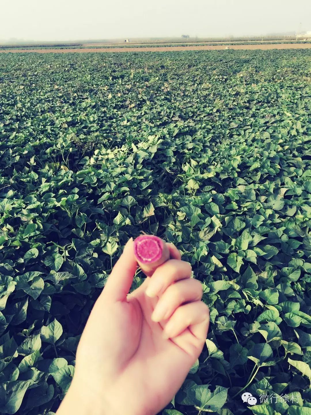 石磨富硒黑全麦面粉做法(麦面粉的做法大全)-硒宝网