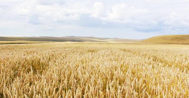 富硒石磨面粉有几多个种(富硒石磨小麦粉)-硒宝网