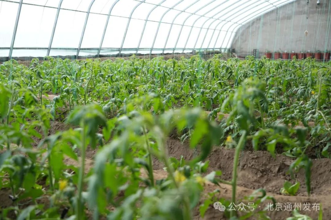 富硒石磨面粉有几多个种（石磨富硒全麦粉的功效）-硒宝网