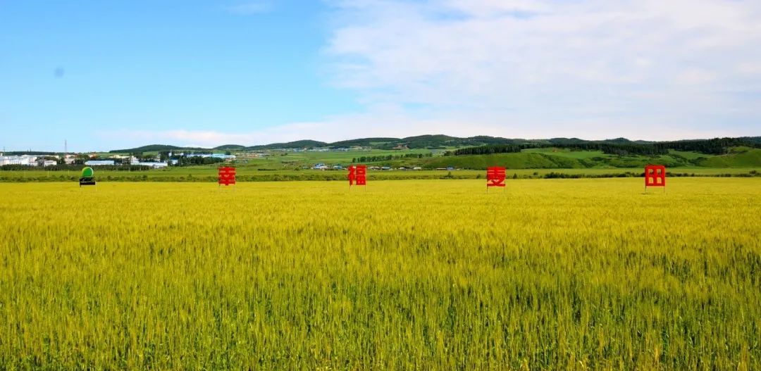 黑龙江富硒小麦面粉厂家(富硒小麦面粉多少钱一斤)-硒宝网