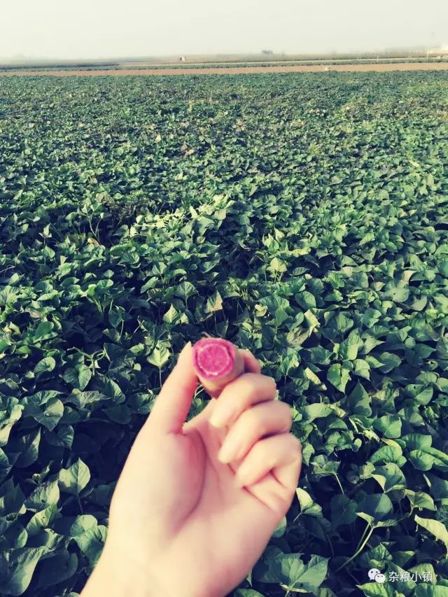 石磨富硒黑全麦面粉做法(石磨富硒黑小麦面粉)-硒宝网