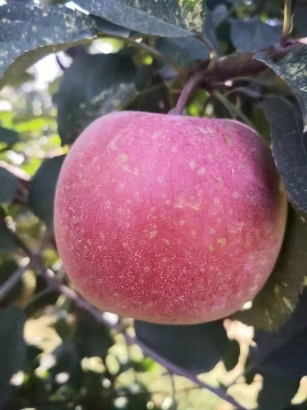 富硒面粉过保质期能吃吗（面粉能过期吗）-硒宝网