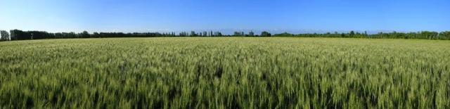 腰站子富硒面粉做什么好(什么牌子面粉做馒头好)-硒宝网