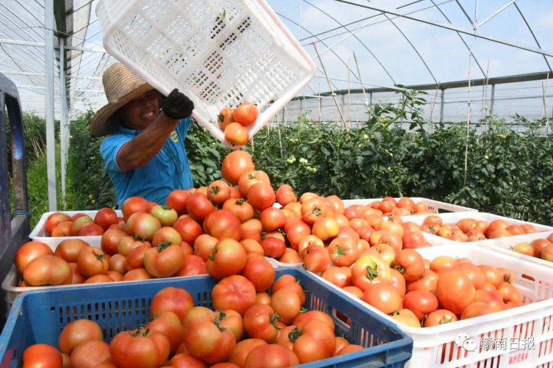富硒蔬菜生产基地在哪里(蔬菜基地生产富硒食品)-硒宝网
