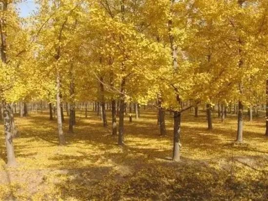 富硒蔬菜项目介绍怎么写（蔬菜富硒标准是多少）-硒宝网