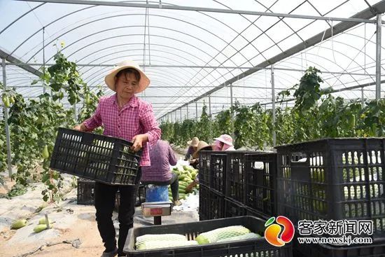 赣州富硒蔬菜的发展历史（江西富硒蔬菜）-硒宝网