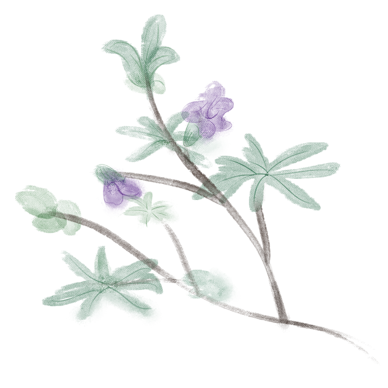 富硒蔬菜项目介绍怎么写（富硒蔬菜有哪些品种）-硒宝网