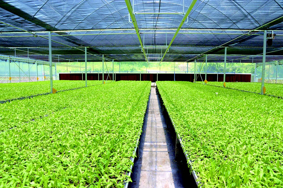 渠岸乡富硒蔬菜基地项目(蔬菜示范基地)-硒宝网