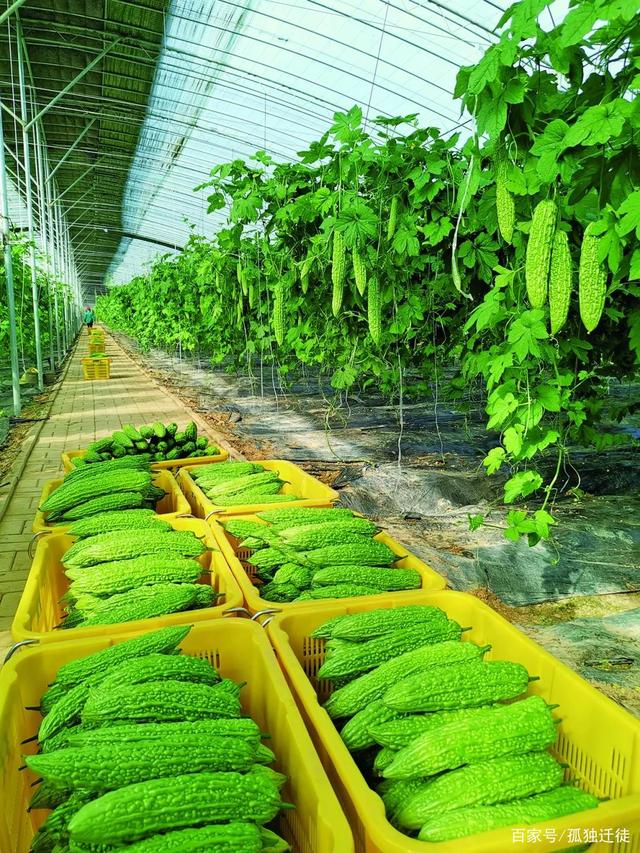 渠岸乡富硒蔬菜基地项目(蔬菜示范基地)-硒宝网