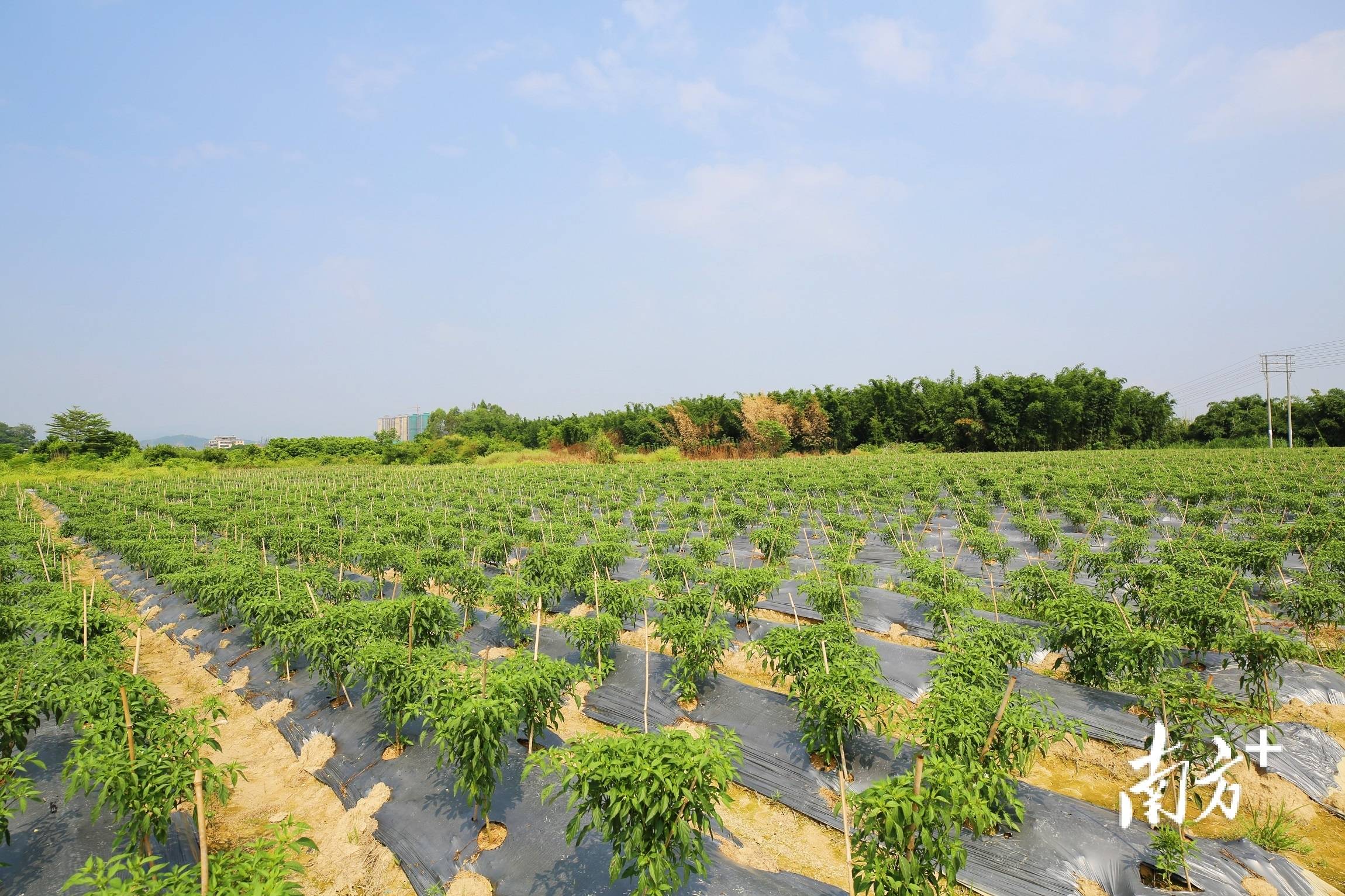 渠岸乡富硒蔬菜基地项目(蔬菜示范基地)-硒宝网