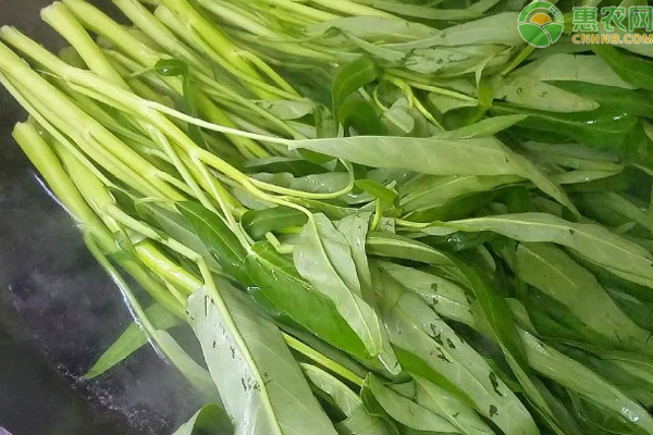 富硒蔬菜生产基地有哪些(万亩富硒蔬菜基地)-硒宝网