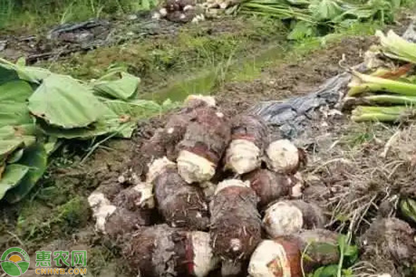 富硒蔬菜生产基地有哪些(万亩富硒蔬菜基地)-硒宝网