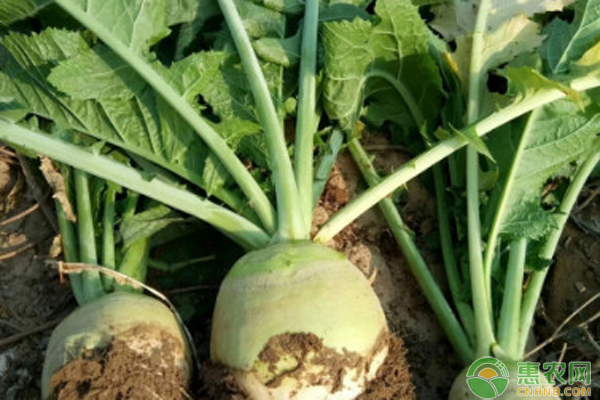 富硒蔬菜生产基地有哪些(万亩富硒蔬菜基地)-硒宝网