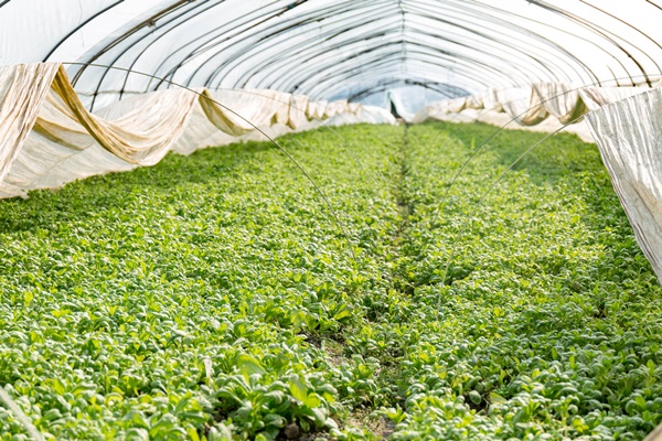 渠岸乡富硒蔬菜基地项目(蔬菜产业基地)-硒宝网