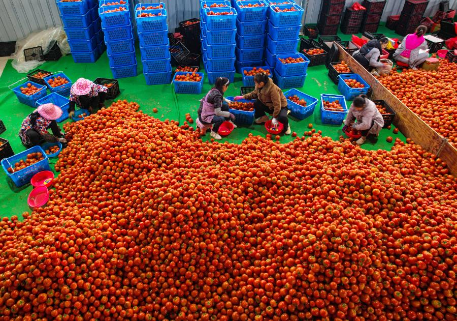 于都富硒蔬菜成富民产业（于都富硒产业发展中心）-硒宝网