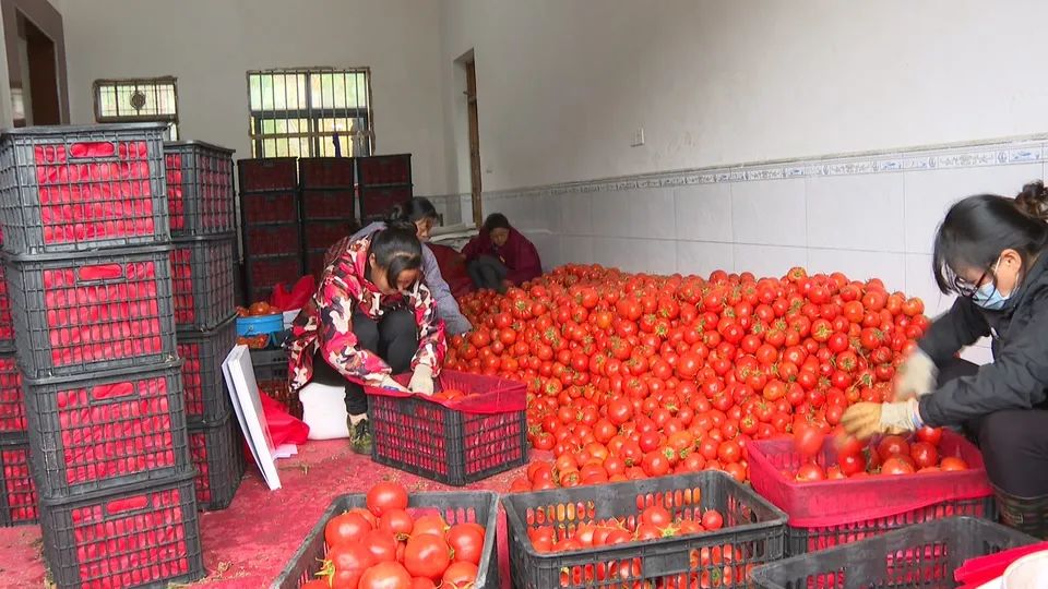 于都富硒蔬菜成富民产业（于都富硒产业发展中心）-硒宝网