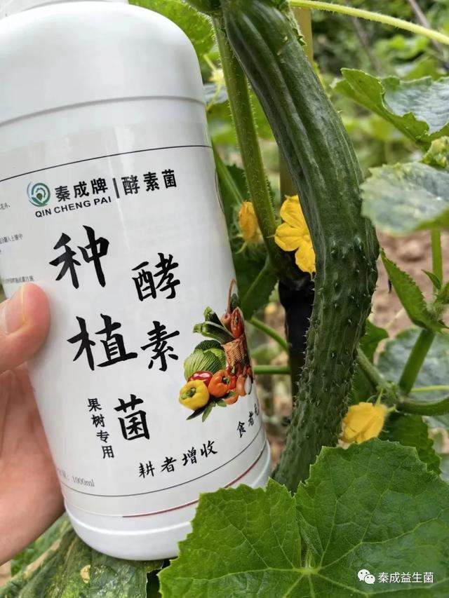 富硒酵素蔬菜有哪些品种(酵素蔬菜什么意思)-硒宝网