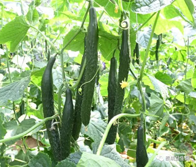 富硒酵素蔬菜有哪些品种(酵素蔬菜什么意思)-硒宝网