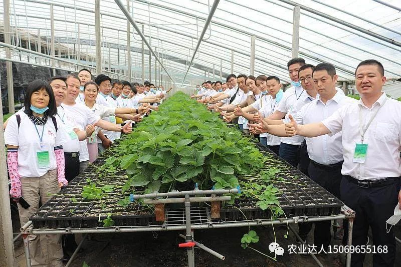富硒蔬菜的种植技术视频(视频蔬菜种植富硒技术教学)-硒宝网