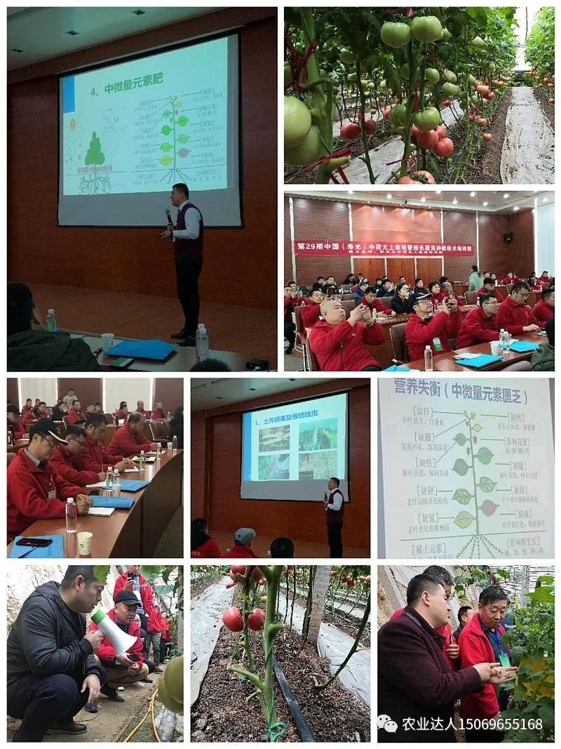 富硒蔬菜的种植技术视频(视频蔬菜种植富硒技术教学)-硒宝网