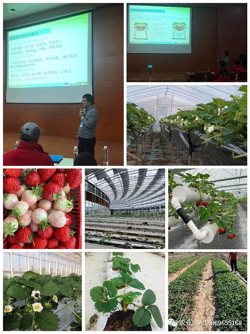 富硒蔬菜的种植技术视频(视频蔬菜种植富硒技术教学)-硒宝网