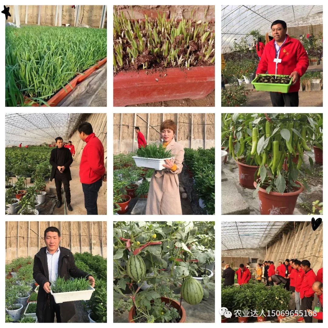 富硒蔬菜的种植技术视频(视频蔬菜种植富硒技术教学)-硒宝网