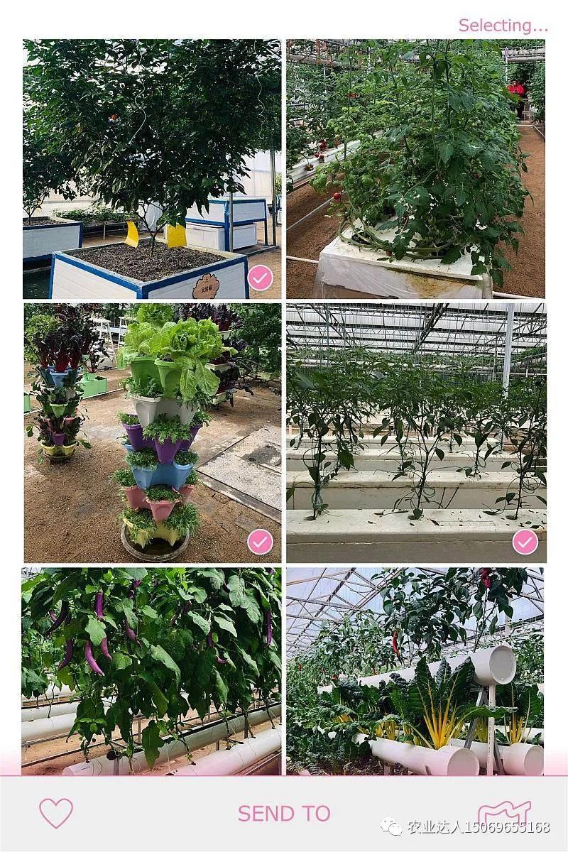 富硒蔬菜的种植技术视频(视频蔬菜种植富硒技术教学)-硒宝网