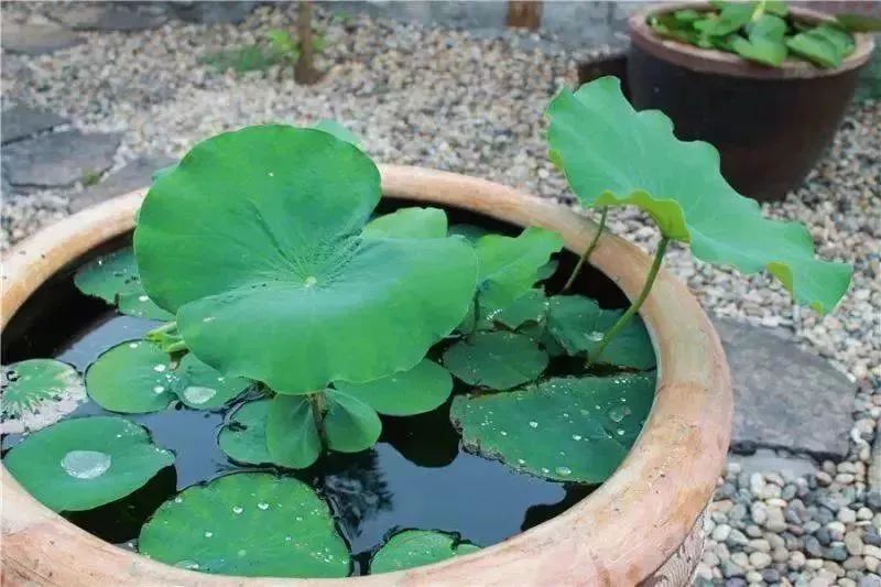 淄川有没有富硒有机蔬菜（富硒蔬菜价格比普通蔬菜）-硒宝网