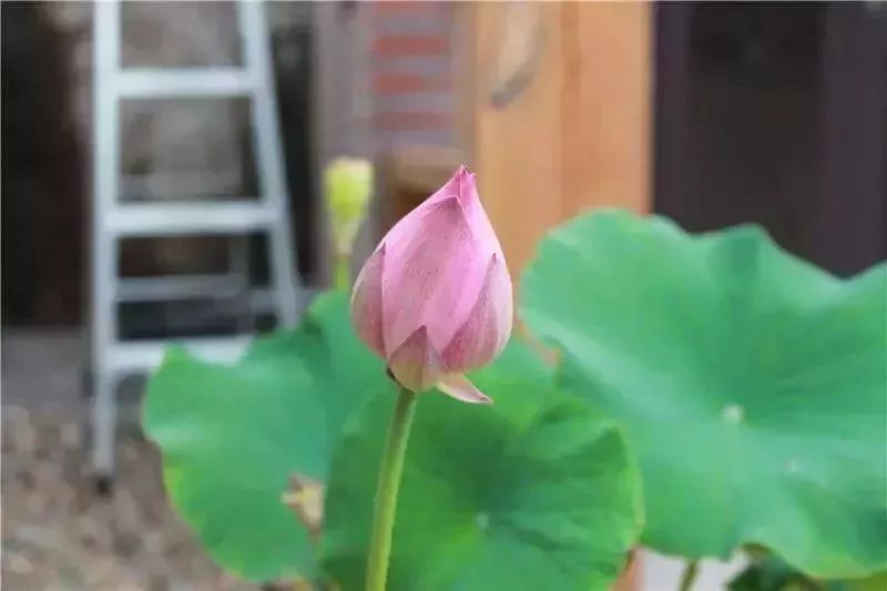 淄川有没有富硒有机蔬菜（富硒蔬菜价格比普通蔬菜）-硒宝网