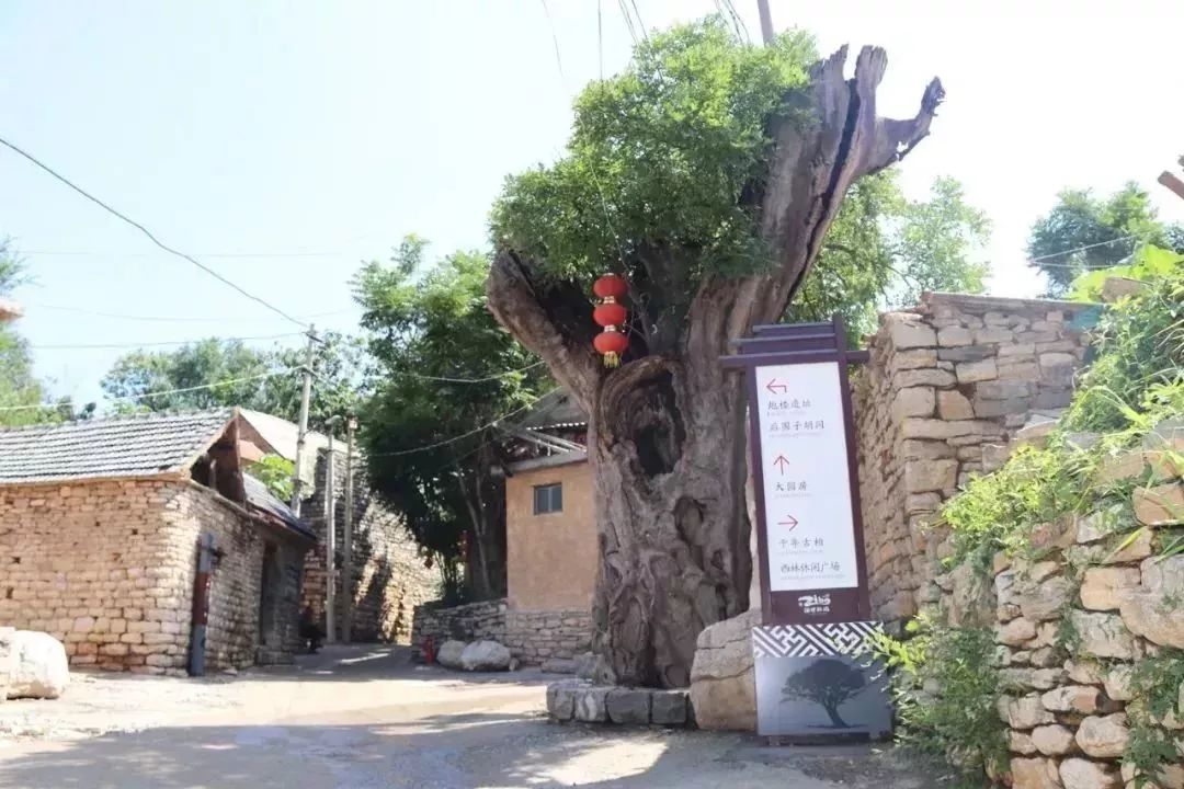 淄川有没有富硒有机蔬菜（富硒蔬菜价格比普通蔬菜）-硒宝网