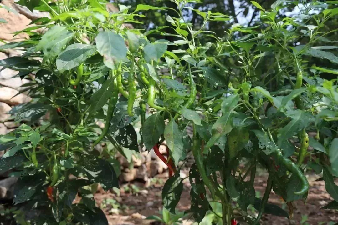 淄川有没有富硒有机蔬菜（富硒蔬菜价格比普通蔬菜）-硒宝网