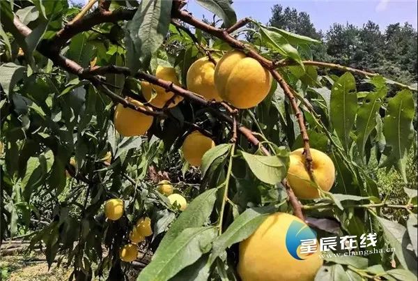 大山深处的富硒水果蔬菜(富硒的蔬菜水果)-硒宝网