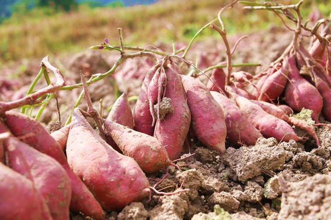 赣州富硒大棚蔬菜有哪些(万亩富硒蔬菜基地)-硒宝网