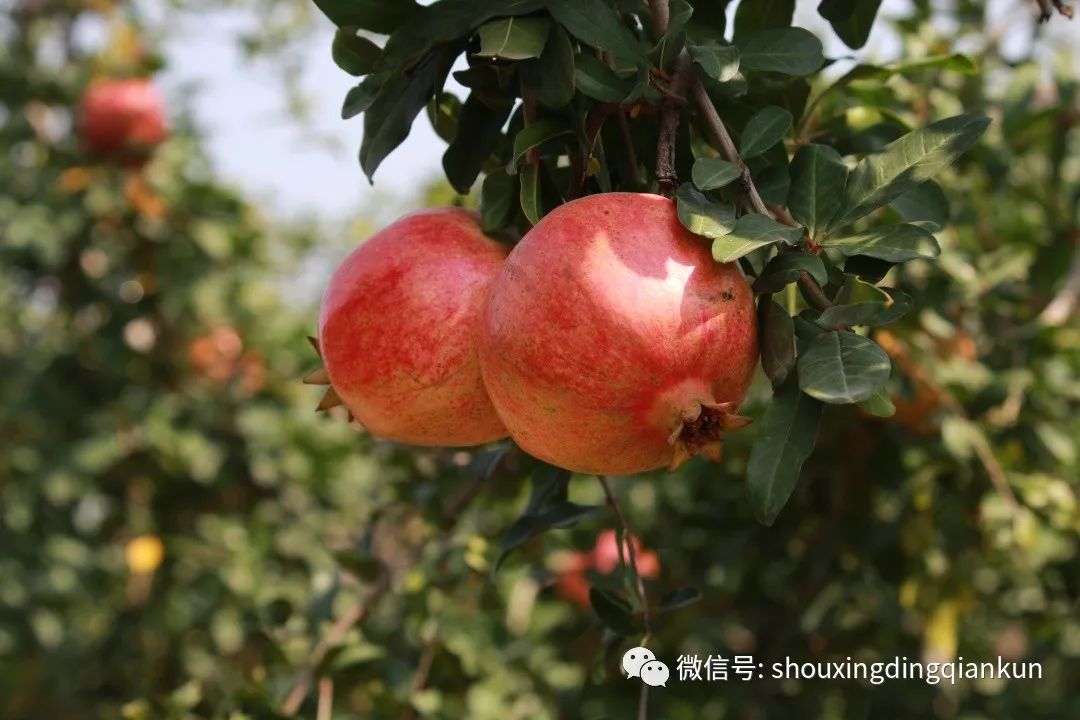 如何让人们买富硒蔬菜吃（蔬菜买吃富硒人们让吃吗）-硒宝网