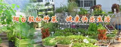 阳台如何种植富硒蔬菜呢（富硒蔬菜种植技术）-硒宝网