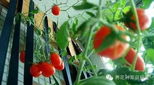 阳台如何种植富硒蔬菜呢（富硒蔬菜种植技术）-硒宝网