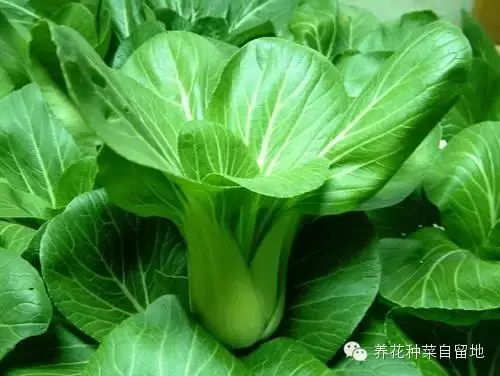 阳台如何种植富硒蔬菜呢（富硒蔬菜种植技术）-硒宝网