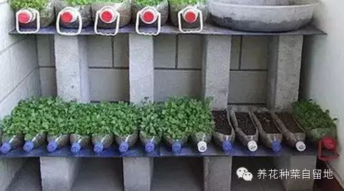 阳台如何种植富硒蔬菜呢（富硒蔬菜种植技术）-硒宝网