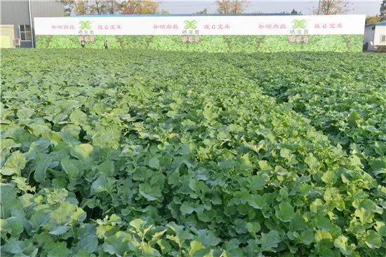 怎么让蔬菜富硒含量提高(蔬菜含量富硒提高让人变白吗)-硒宝网