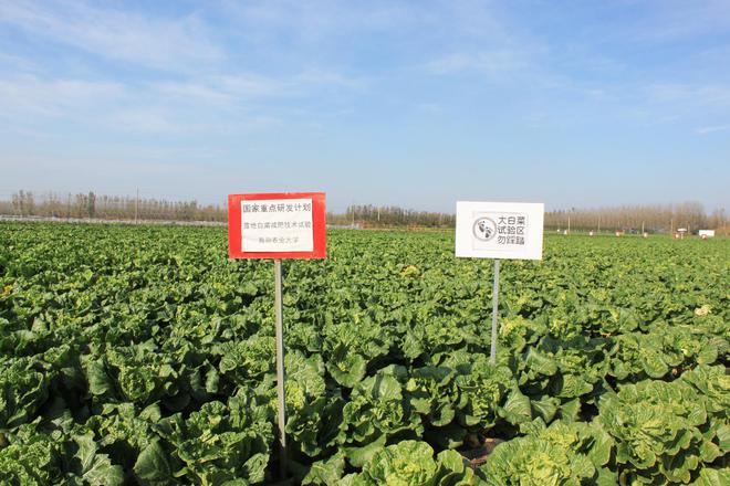 如何让人们买富硒蔬菜苗（苗蔬菜买富硒人们让买吗）-硒宝网