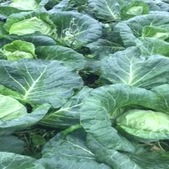 安康市富硒蔬菜品种研究(安康富硒食品有限公司)-硒宝网