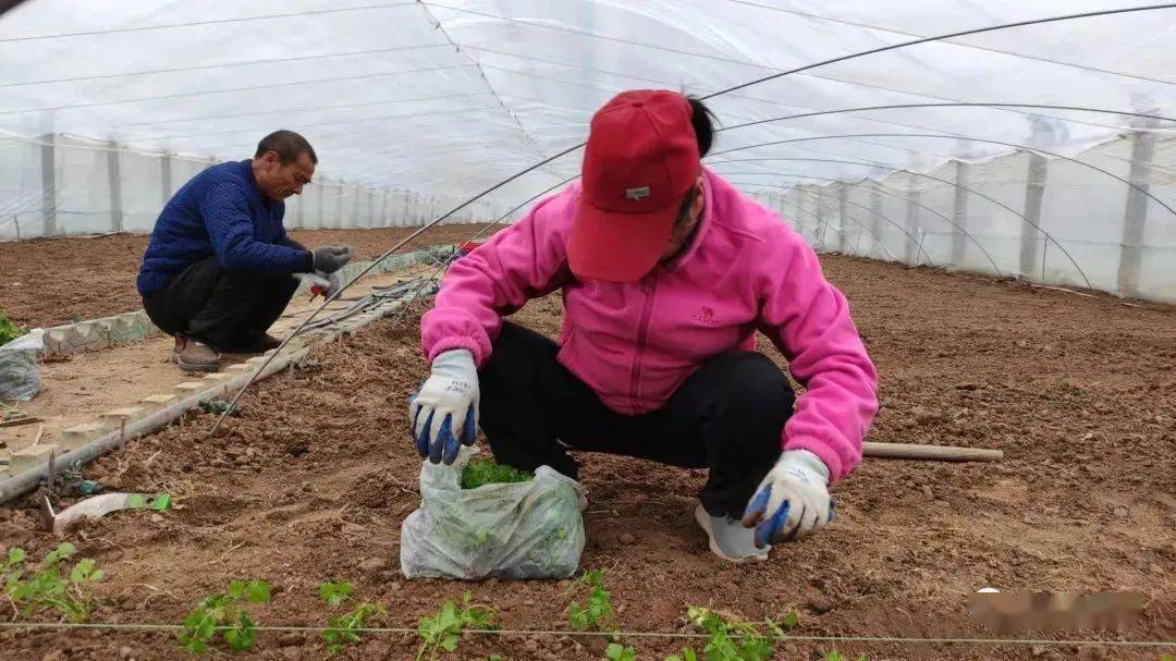 江西省富硒蔬菜大棚招租（江西省大棚基地出租）-硒宝网