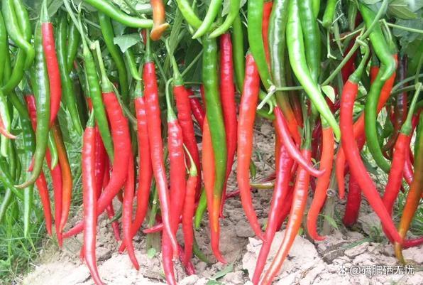 江西省富硒蔬菜大棚招租（江西省大棚基地出租）-硒宝网