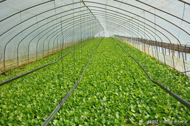 富硒蔬菜种植技术的好处（富硒蔬菜价格比普通蔬菜）-硒宝网