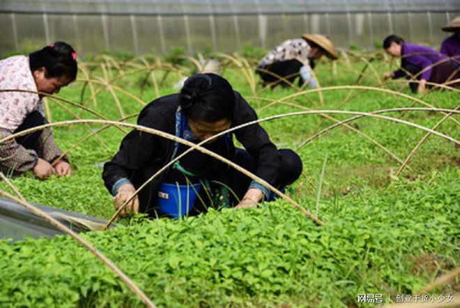 富硒蔬菜种植技术的好处（富硒蔬菜价格比普通蔬菜）-硒宝网