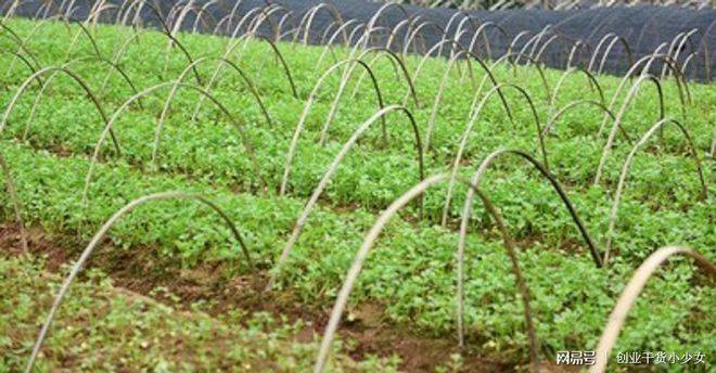 富硒蔬菜种植技术的好处（富硒蔬菜价格比普通蔬菜）-硒宝网