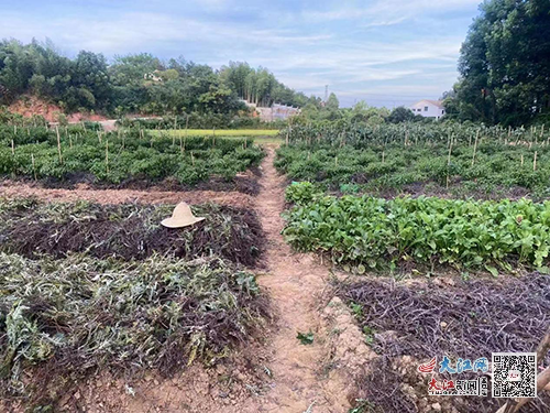 江西富硒蔬菜产业园股票(万亩富硒蔬菜基地)-硒宝网