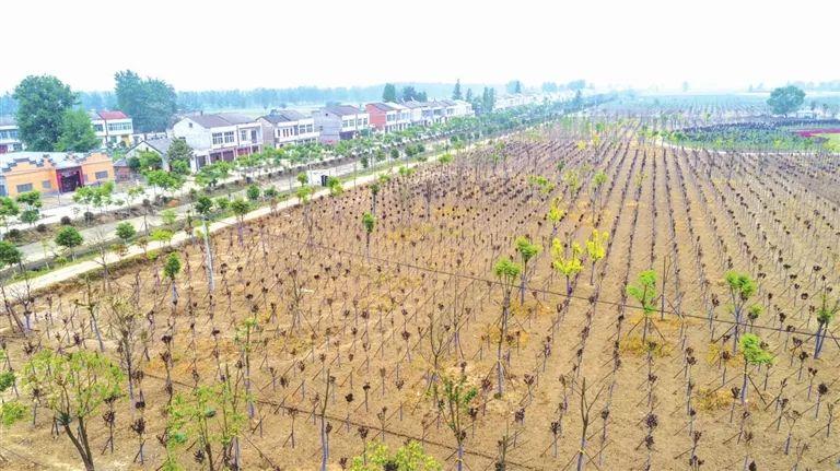 湖州富硒蔬菜基地在哪里(湖州蔬菜配送有限公司)-硒宝网